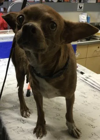 An adult small-sized female Chihuahua dog named Spaghetti for adoption in Riverside, CA