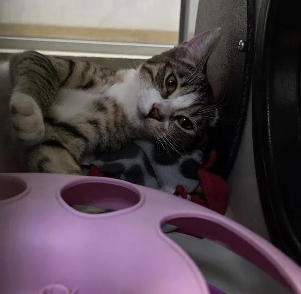 A baby medium-sized female Domestic Short Hair cat named Diana for adoption in Escondido, CA
