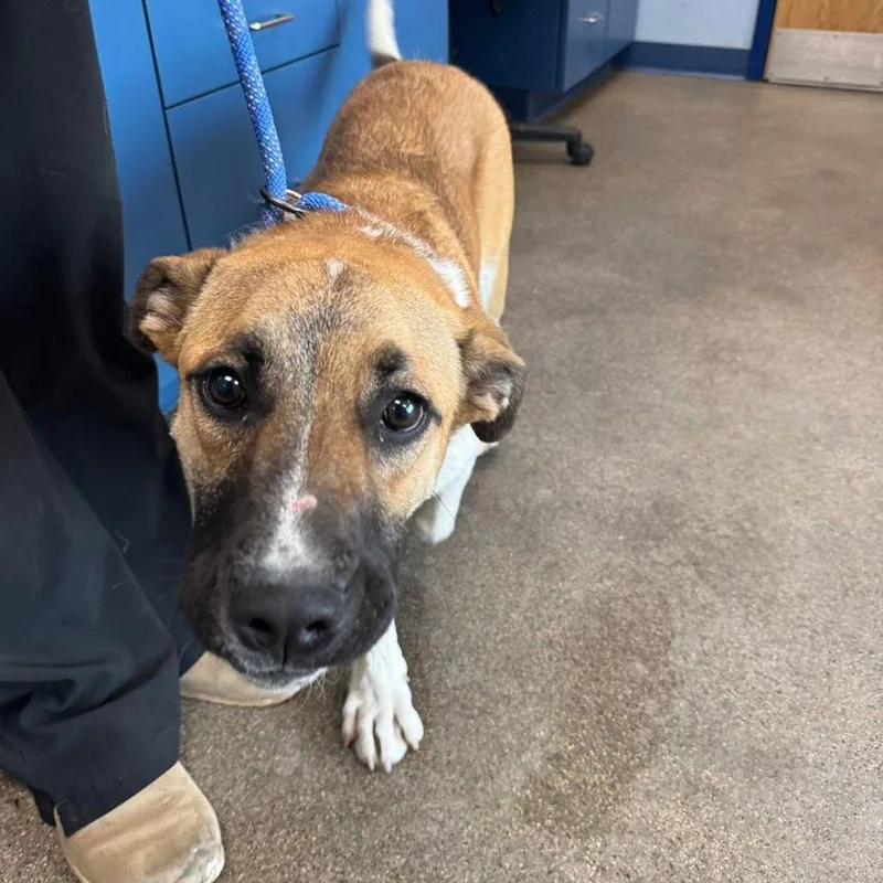 An adult medium-sized male Basset Hound dog named Keinifrankinstien for adoption in Kingman, AZ