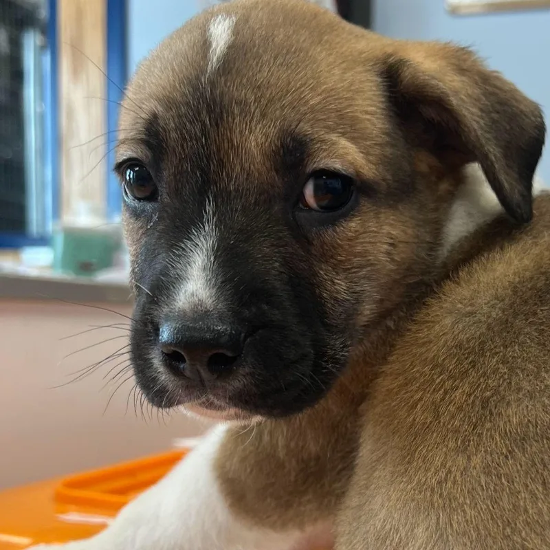 Keinifrankinstien thumbnail 2