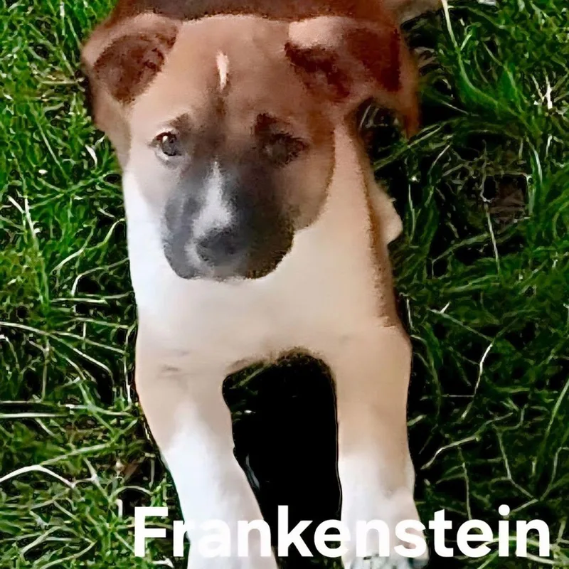 Keinifrankinstien thumbnail 3