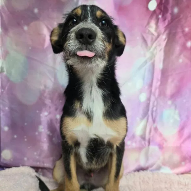 A baby small-sized male Black Terrier dog named Corduroy for adoption in Fort Collins, CO