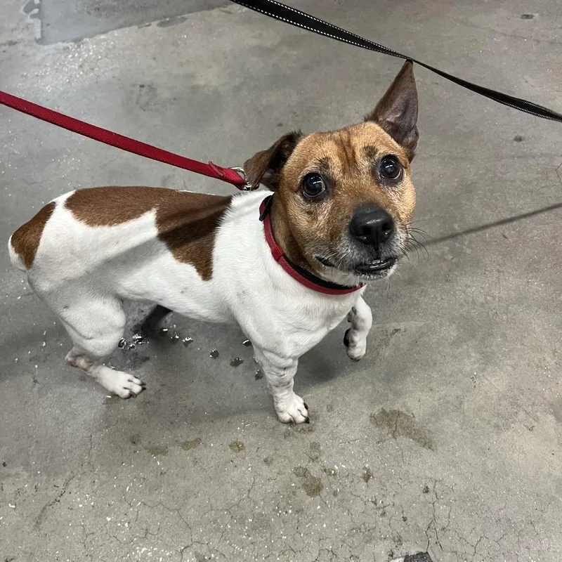 An adult small-sized male Beagle dog named Juan for adoption in Tampa, FL