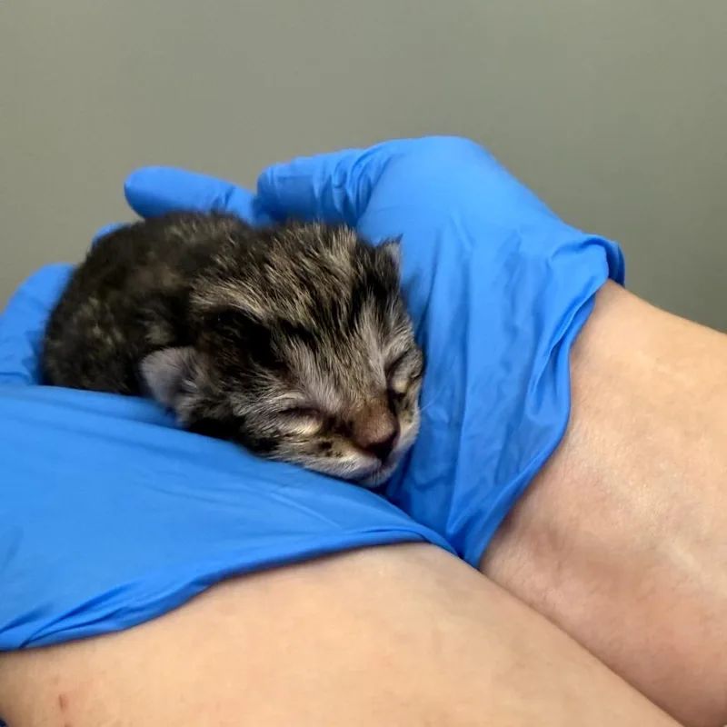 A baby small-sized female Black Domestic Short Hair cat named Samira for adoption in Upland, CA