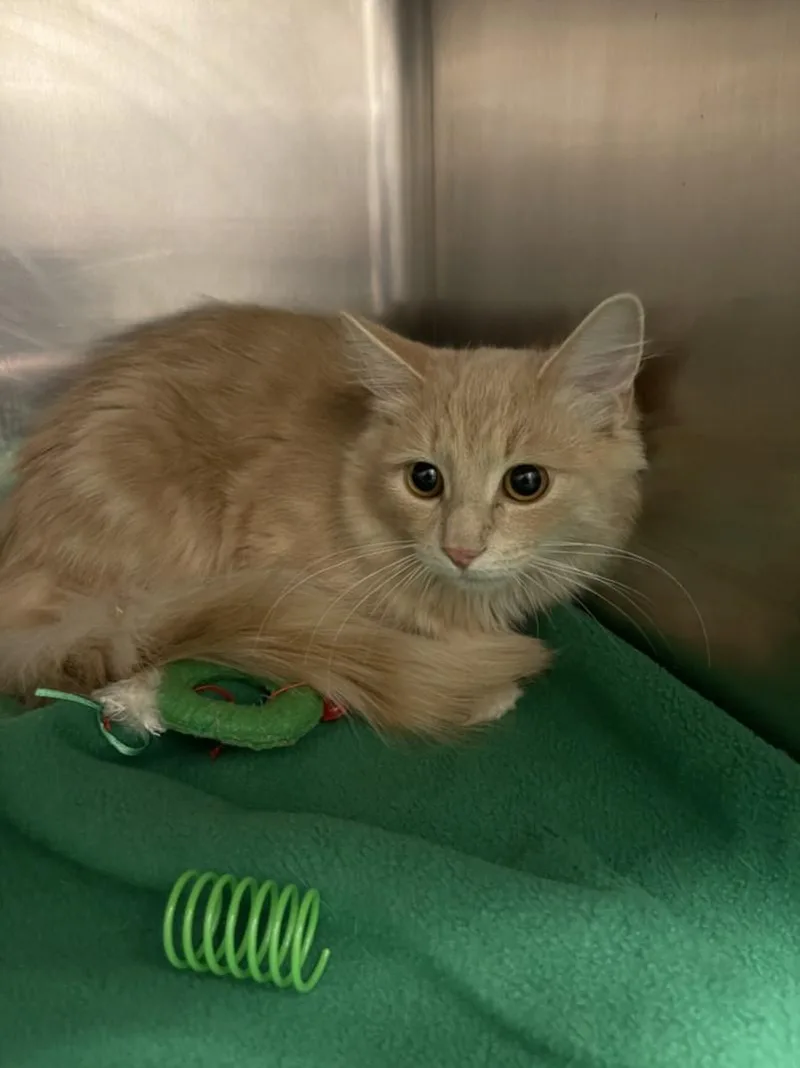A young small-sized male Domestic Medium Hair cat named Ignatius for adoption in Hagerstown, MD