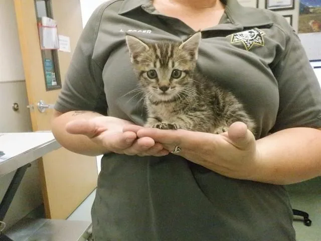 A baby small-sized male Domestic Short Hair cat named Trout for adoption in Oroville, CA