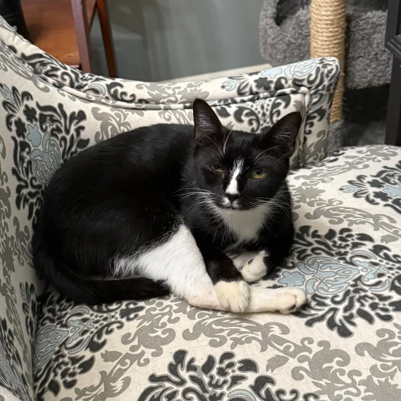 A young small-sized female Black Domestic Short Hair cat named Snickety for adoption in Abingdon, MD