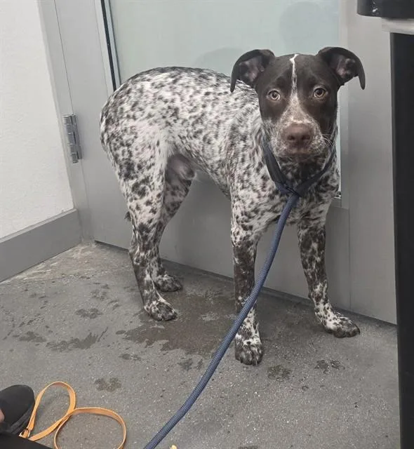 A young medium-sized male Australian Cattle Dog / Blue Heeler dog named Oliver for adoption in Mesa, AZ