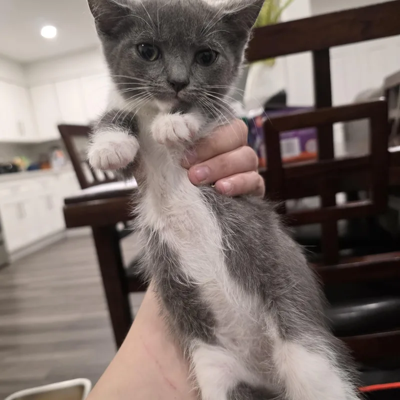A baby medium-sized female Gray & White Domestic Short Hair cat named Sora for adoption in Moriches, NY