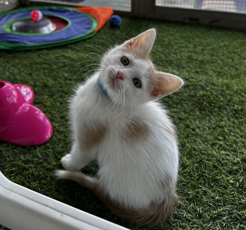 A baby medium-sized male Buff & White Domestic Short Hair cat named Boba for adoption in Minneapolis, MN