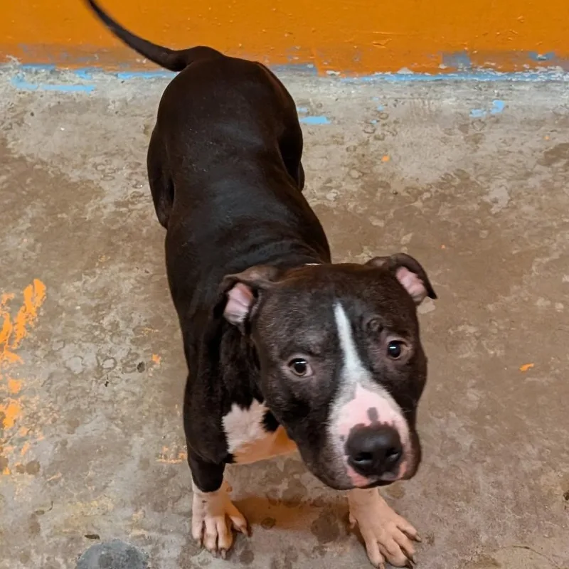 Checkers thumbnail 2