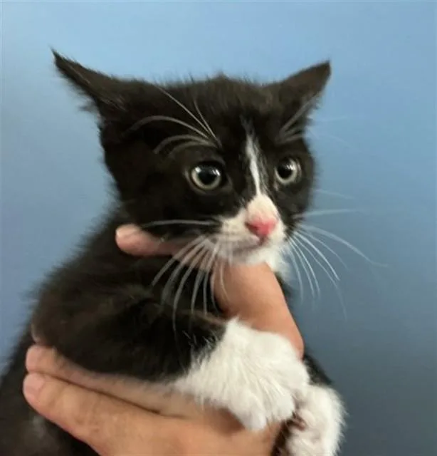 A baby small-sized female Domestic Short Hair cat named Lana for adoption in San Bernardino, CA