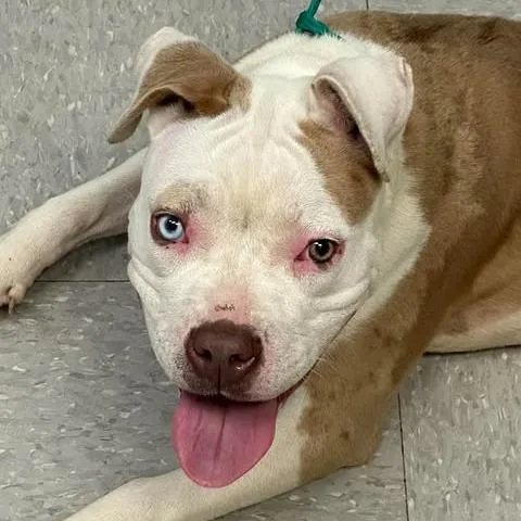 An adult medium-sized female Brown / Chocolate Pit Bull Terrier dog named Elsa for adoption in Bastrop, TX