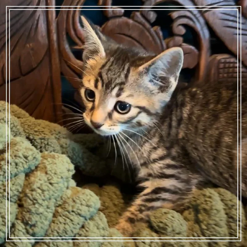 A baby small-sized male Brown / Chocolate Domestic Short Hair cat named Brioche for adoption in Monroe, MI