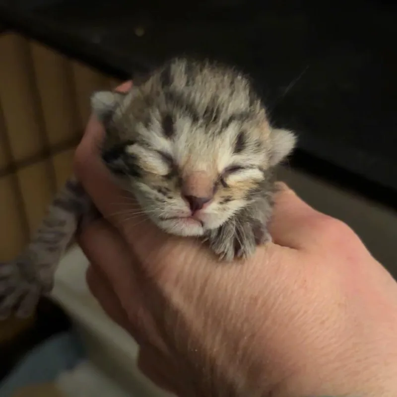 Brioche thumbnail 2