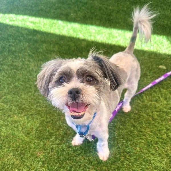 An adult small-sized female Miniature Poodle dog named Pizza Roll for adoption in Walnut Creek, CA