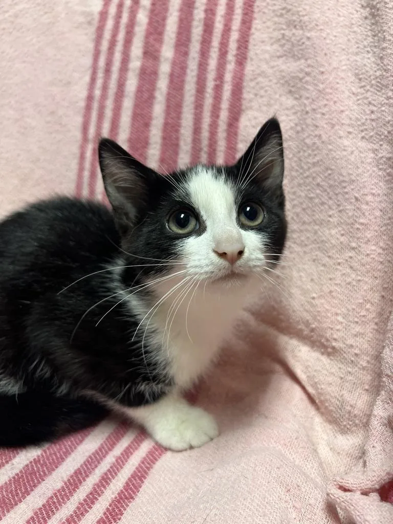 A young medium-sized female Black & White / Tuxedo Domestic Short Hair cat named Wendy for adoption in Jackson, MI