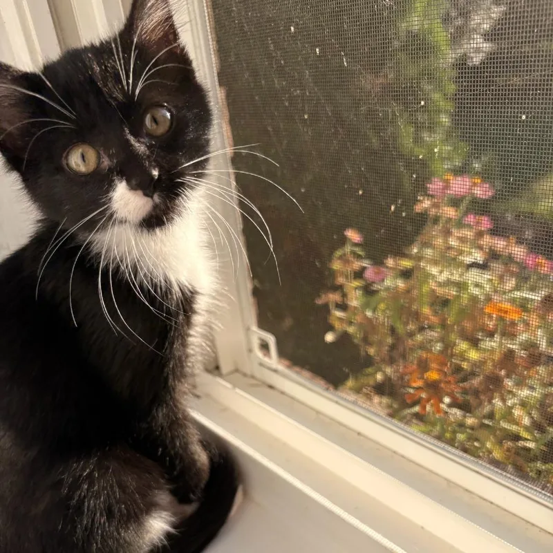 A baby small-sized female Domestic Short Hair cat named Spookly for adoption in Milan, IL