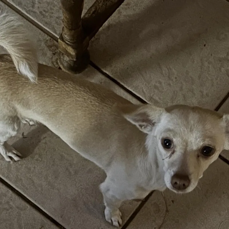 An adult small-sized female Apricot / Beige Chiweenie dog named Peppa for adoption in Gilbert, AZ