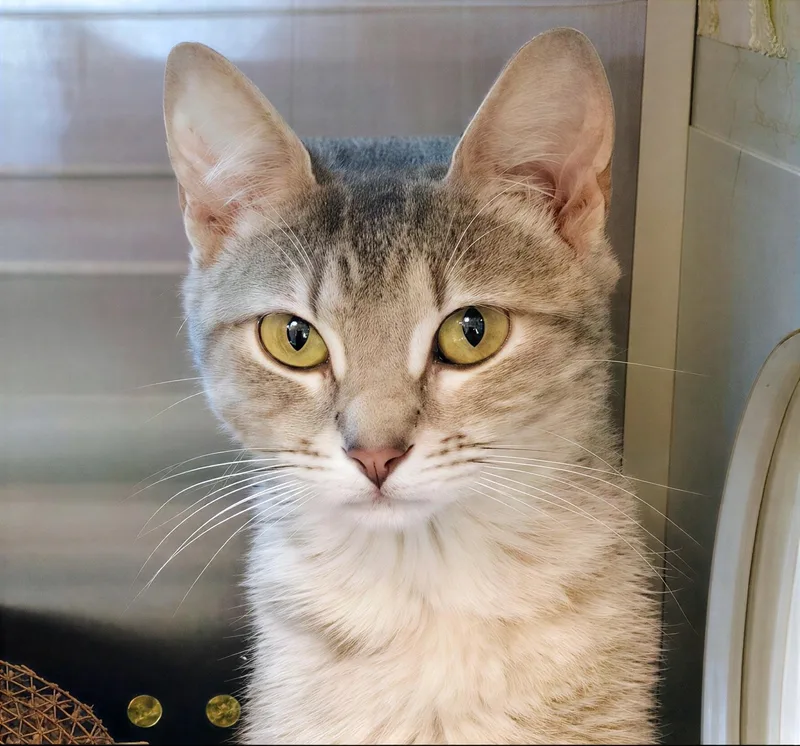A young small-sized female Gray / Blue / Silver Domestic Short Hair cat named Patagonia for adoption in Nashville, TN