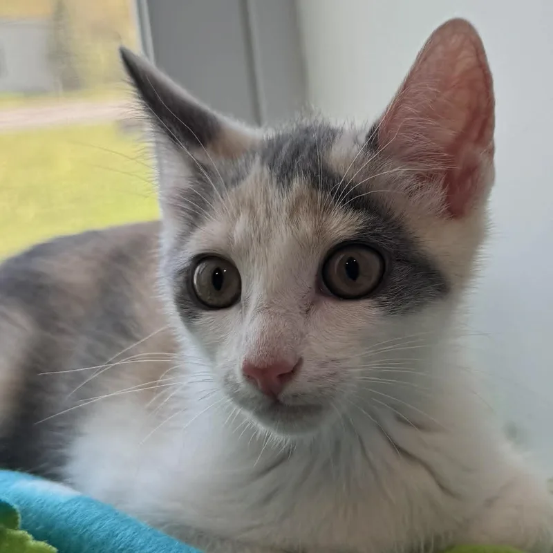 A baby small-sized female American Shorthair cat named Wily Kat for adoption in Danbury, CT