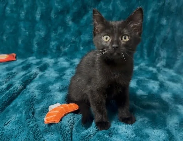 A baby small-sized female Domestic Short Hair cat named Vermont for adoption in Fairfield, CA