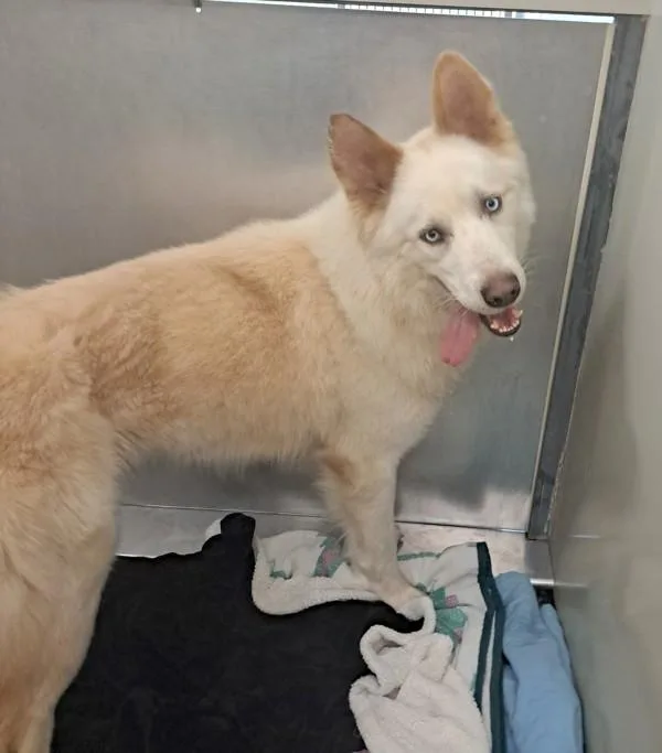 An adult large-sized male German Shepherd Dog dog named Ghost Sr. for adoption in Escondido, CA