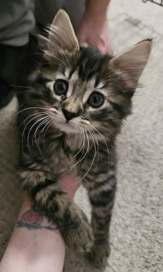 A baby small-sized female Brown / Chocolate Domestic Long Hair cat named Bg for adoption in Woodland, CA