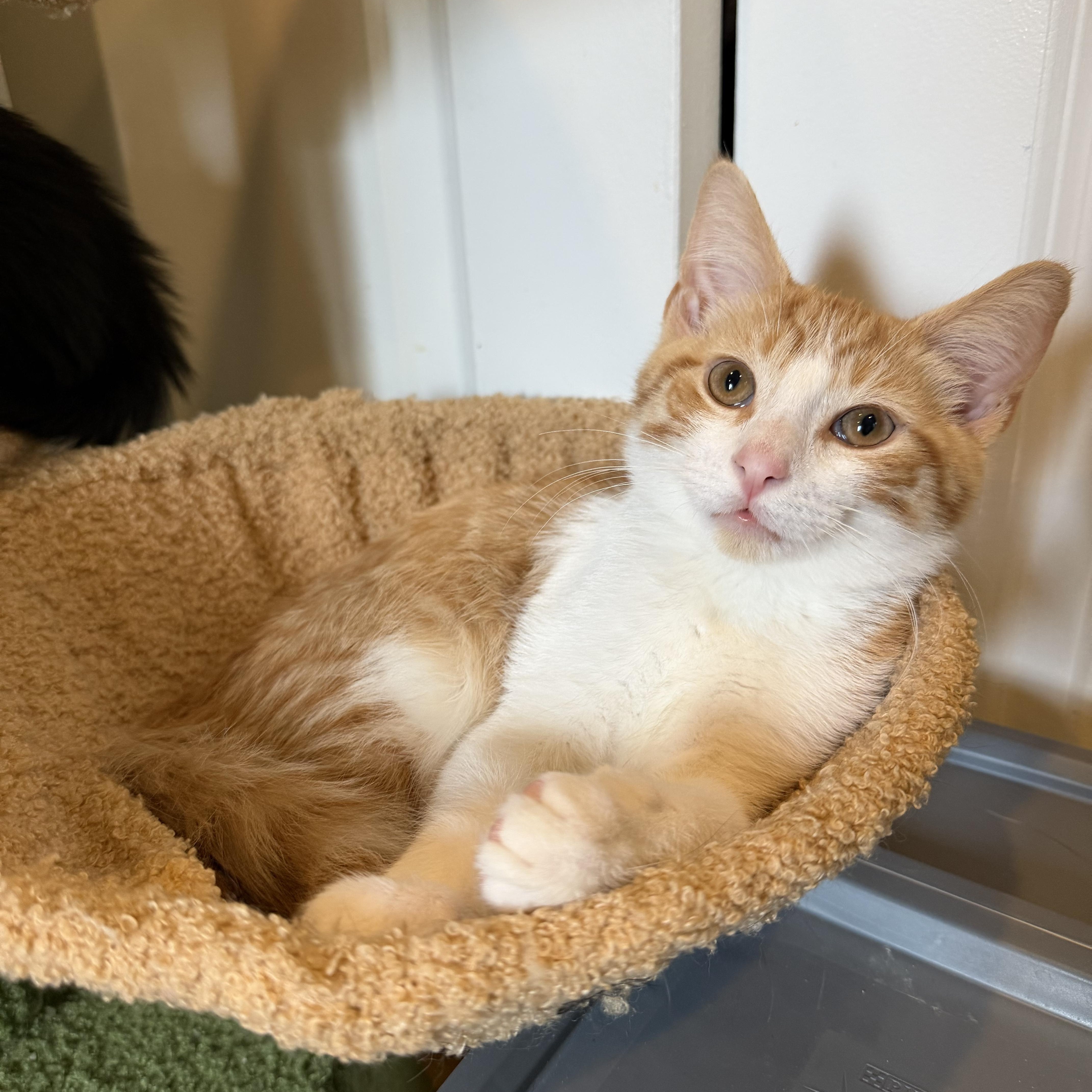 A baby small-sized male Orange & White Domestic Short Hair cat named Cover Girl and Sunny for adoption in Bronx, NY