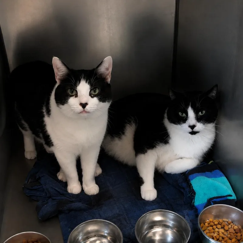 A senior large-sized male Black & White / Tuxedo Domestic Short Hair cat named Decmber and November for adoption in Amsterdam, NY