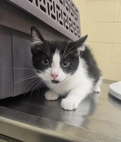A baby small-sized female Domestic Short Hair cat named Custard for adoption in Westland, MI