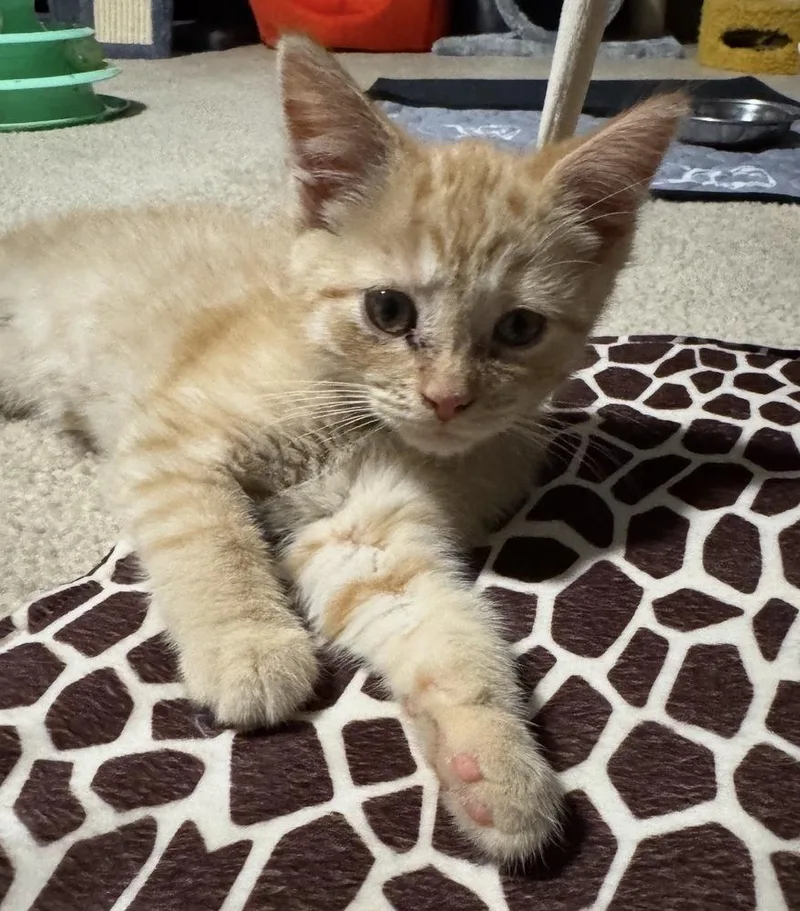 A baby small-sized male Tabby (Orange / Red) Domestic Short Hair cat named Mozzarella for adoption in Poplar Grove, IL