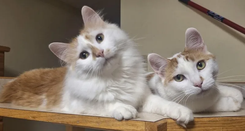 Oscar & Hugo thumbnail 3