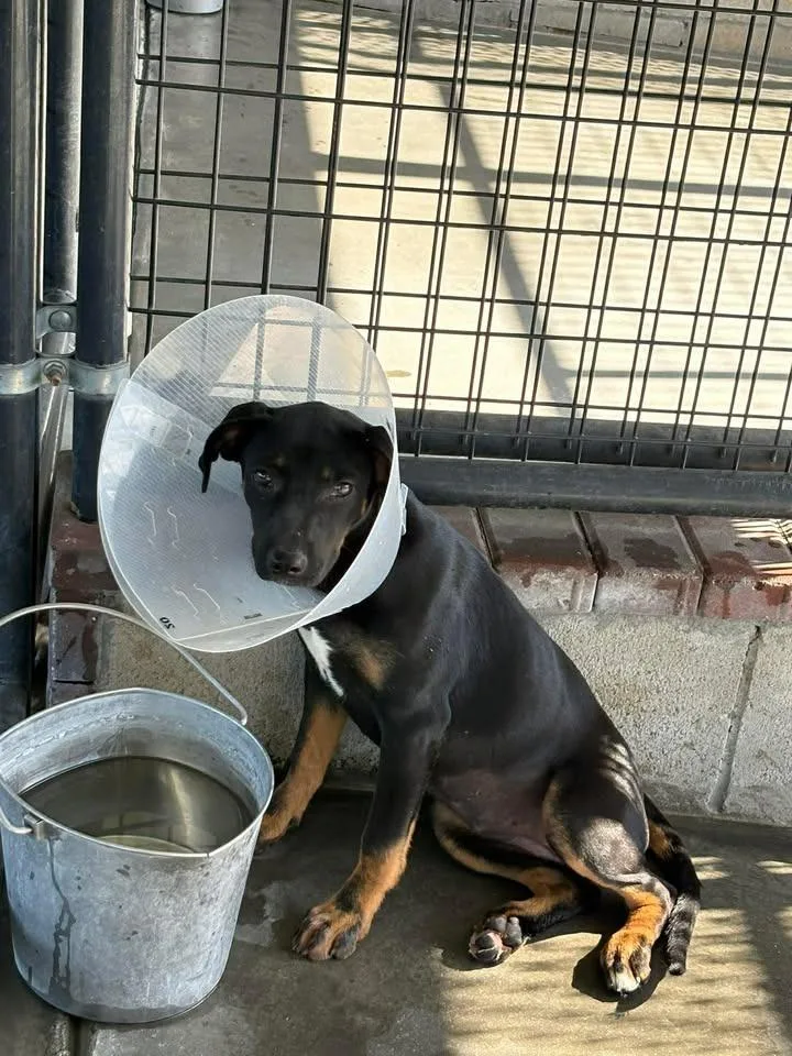 A baby medium-sized female Mixed Breed dog named Trixie for adoption in Ocala, FL