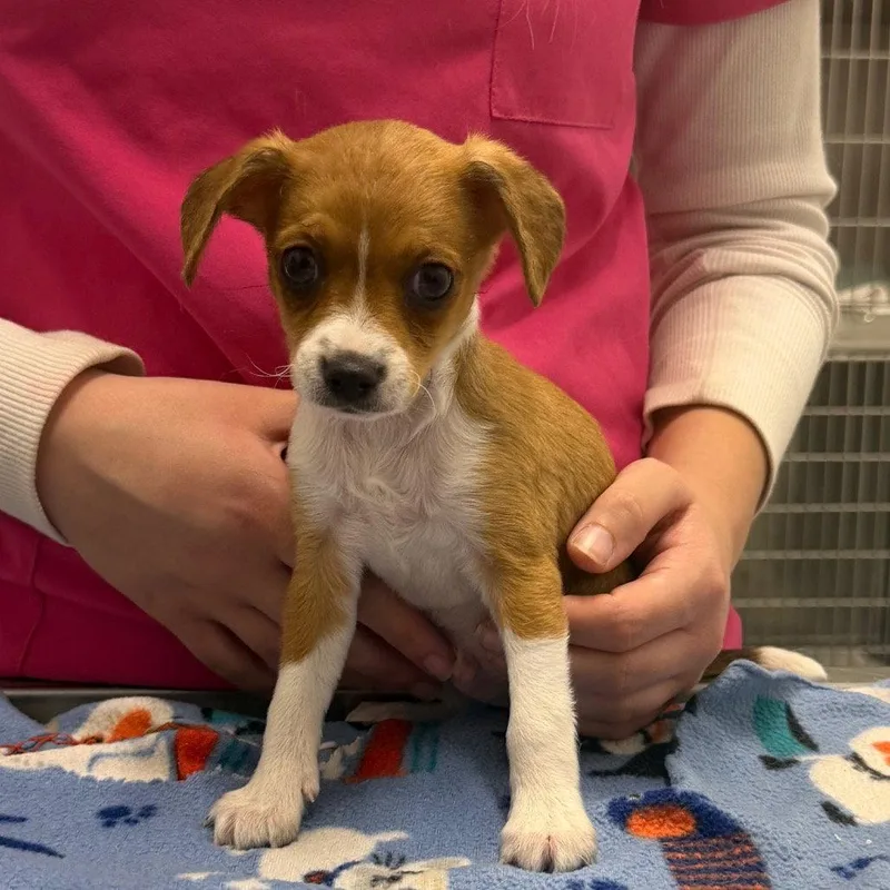 A baby small-sized male Chihuahua dog named Biggie Smalls for adoption in Chico, CA
