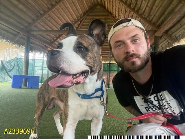 An adult large-sized male Mixed Breed dog named Baxter for adoption in West Palm Beach, FL