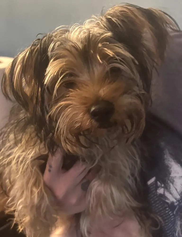 A baby small-sized female Tricolor (Brown, Black, & White) Yorkshire Terrier dog named Toffee for adoption in Anoka, MN