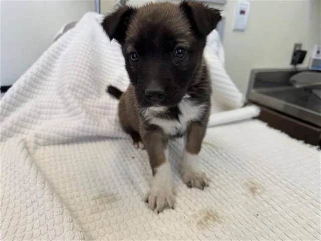 A baby small-sized female German Shepherd Dog dog named Michelina for adoption in Lancaster, CA