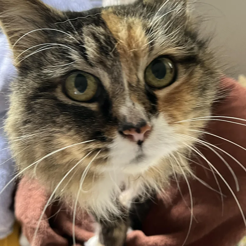 An adult medium-sized female Calico Domestic Long Hair cat named Rhonda for adoption in Norwalk, CT