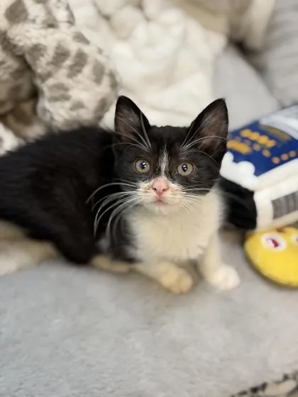 A baby medium-sized male Domestic Short Hair cat named Chansey for adoption in Sacramento, CA