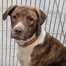 A young large-sized male Brindle Labrador Retriever dog named Hermes for adoption in Cumberland, RI