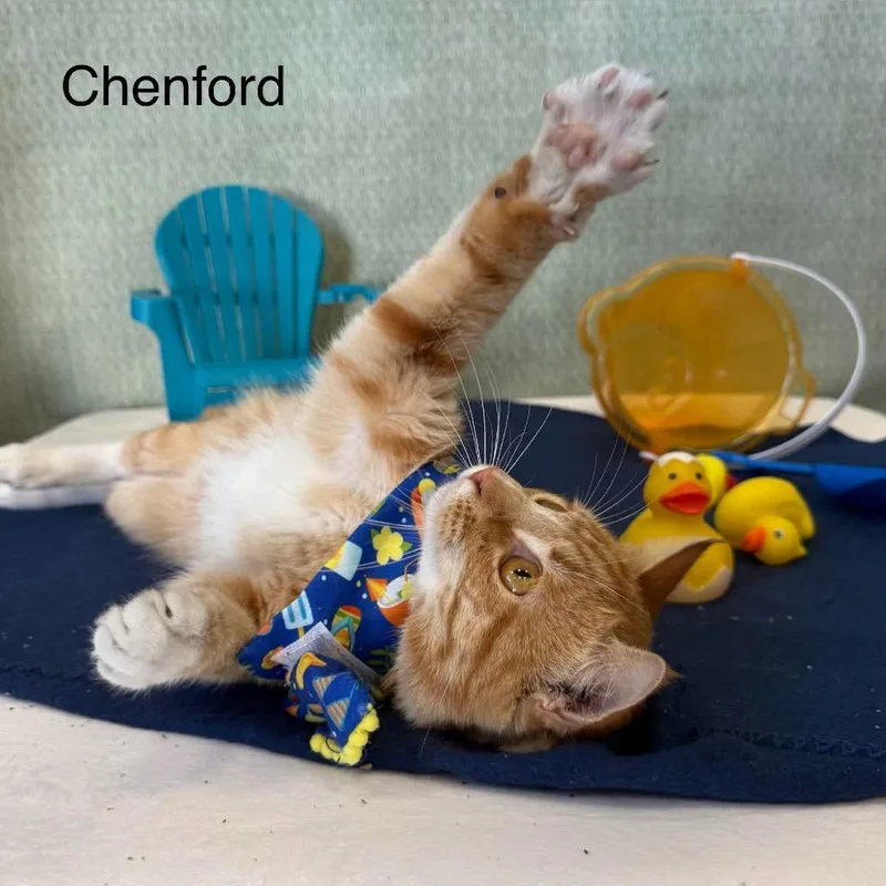Chenford thumbnail 2