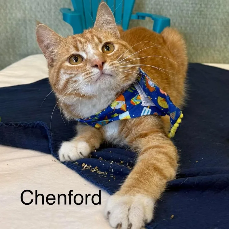 Chenford thumbnail 5