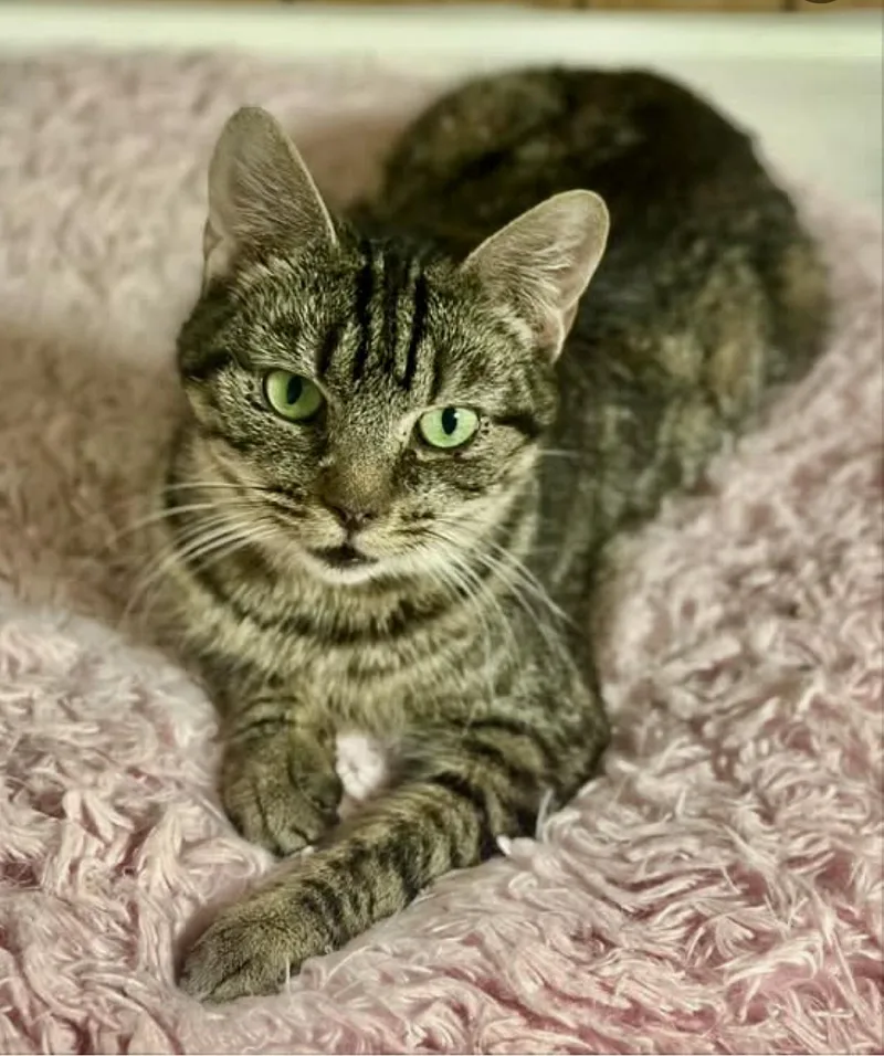 A young medium-sized female Tabby (Brown / Chocolate) Tabby cat named Lucy for adoption in Greensburg, PA