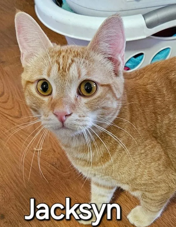 Jacksyn