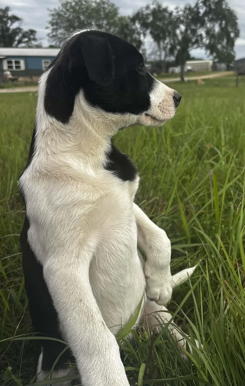 A baby medium-sized male Black Mixed Breed dog named Doc for adoption in Okemah, OK