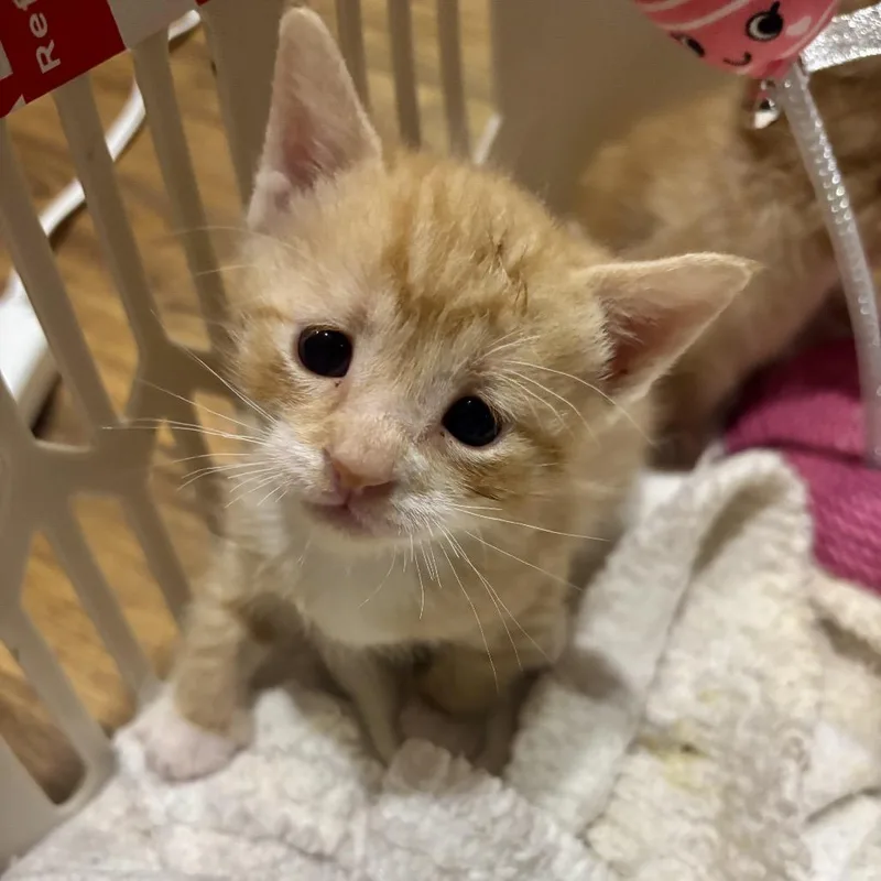 A baby small-sized male Orange / Red Domestic Short Hair cat named Ollie for adoption in Starkville, MS