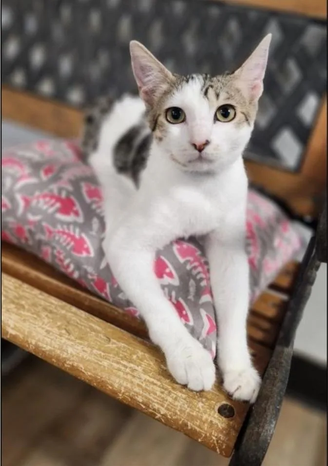 A baby small-sized male Domestic Short Hair cat named Andy for adoption in San Jacinto, CA