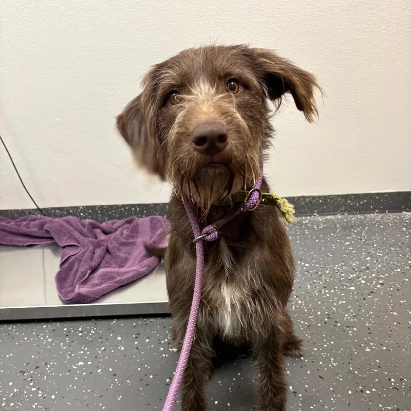 An adult medium-sized male Brown / Chocolate Mixed Breed dog named Brownie for adoption in Columbiana, AL