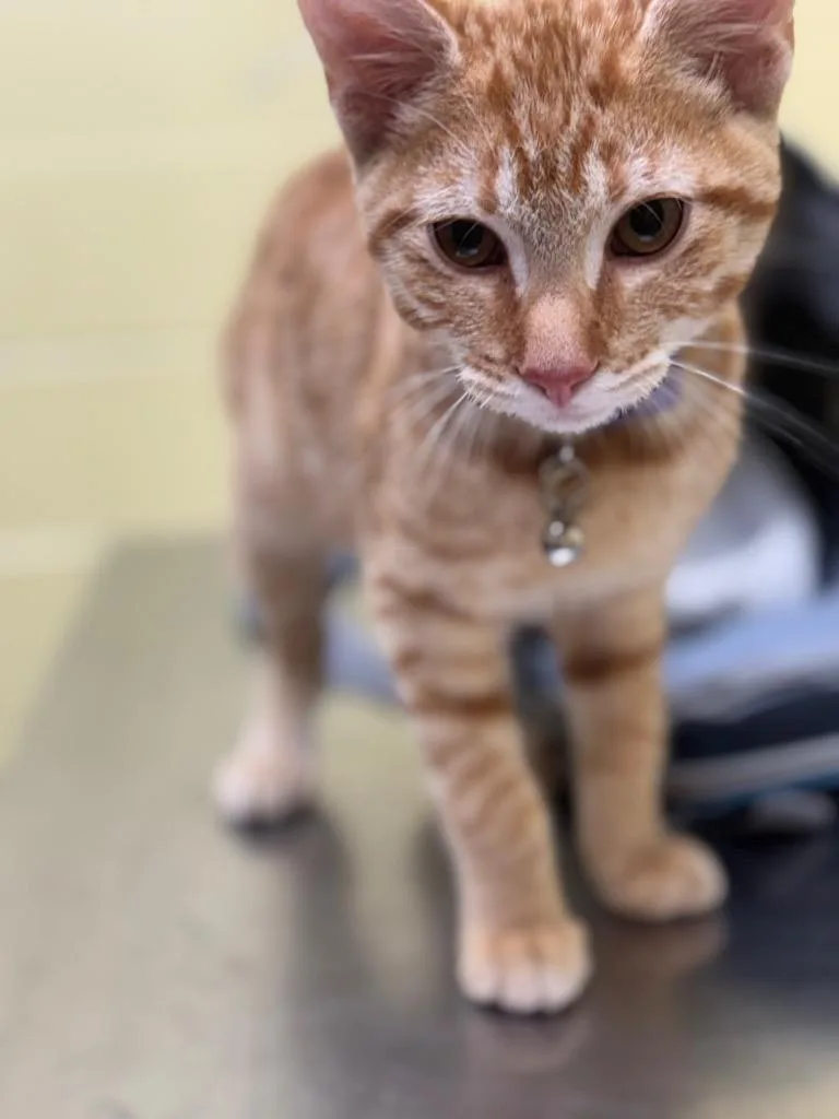 A baby small-sized male Domestic Short Hair cat named Sir Purrsalot for adoption in Crossville, TN